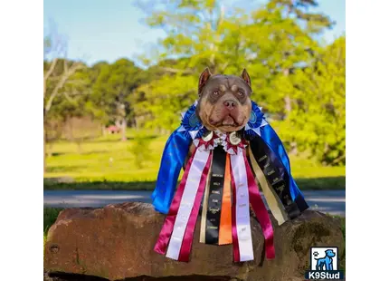 a american bully dog wearing a suit and tie